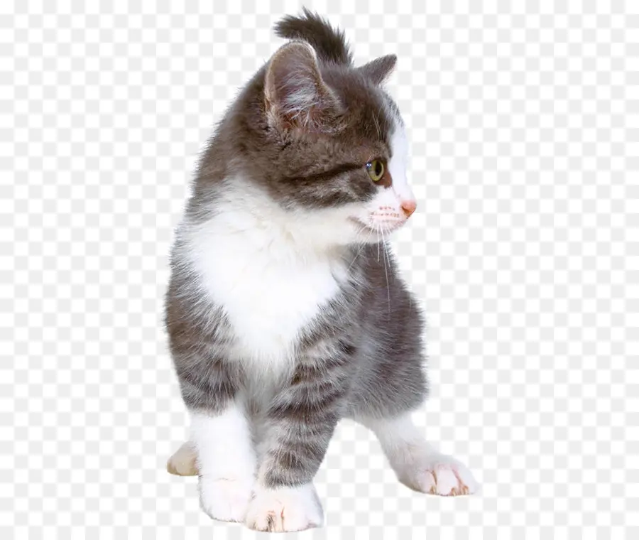 Gatito，Europeo De Pelo Corto PNG