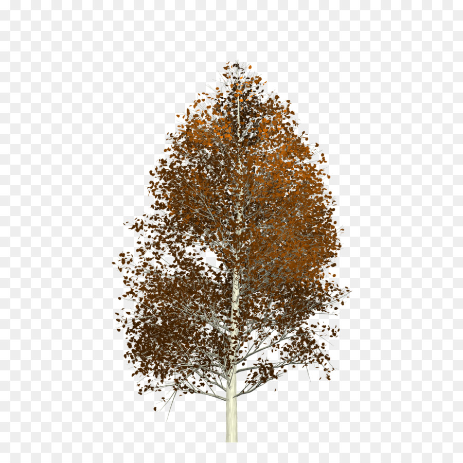 Árbol，Planta PNG