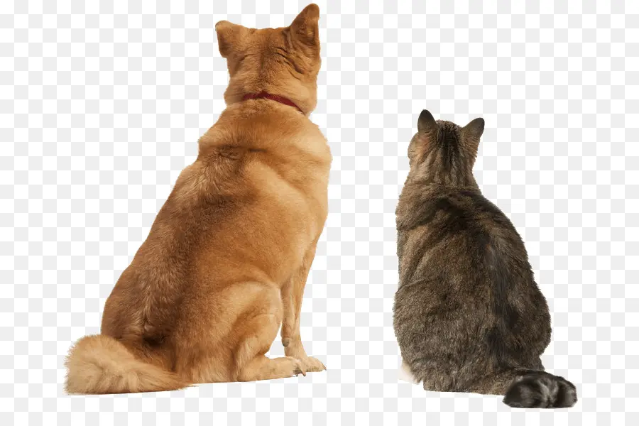 Perro，Gato Persa PNG