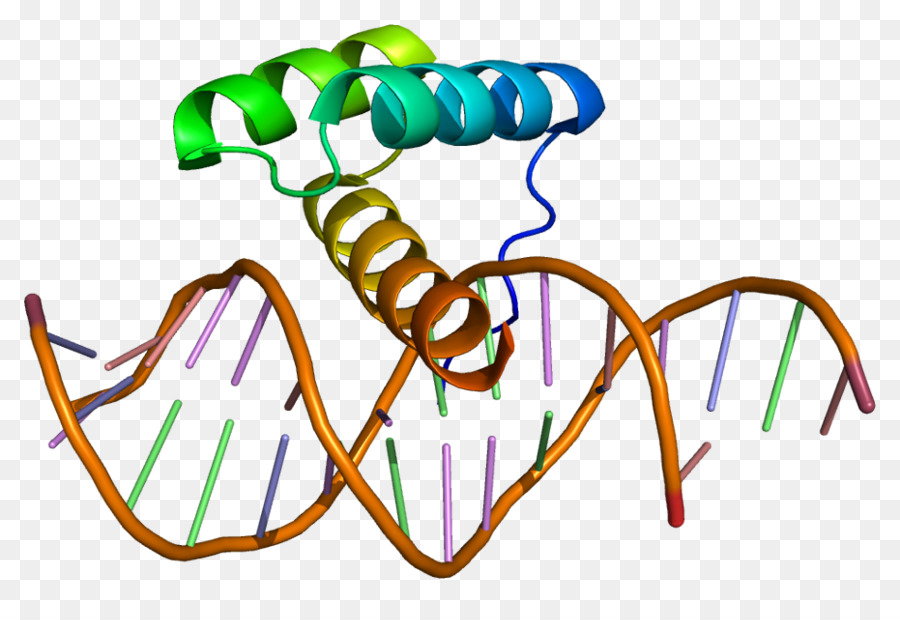 Estructura Del Adn，Genética PNG