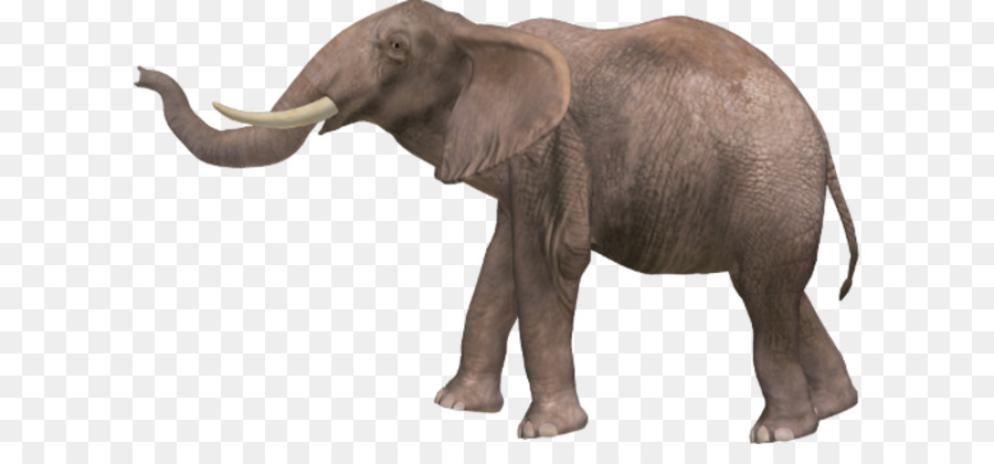 Elefante，Mamífero PNG