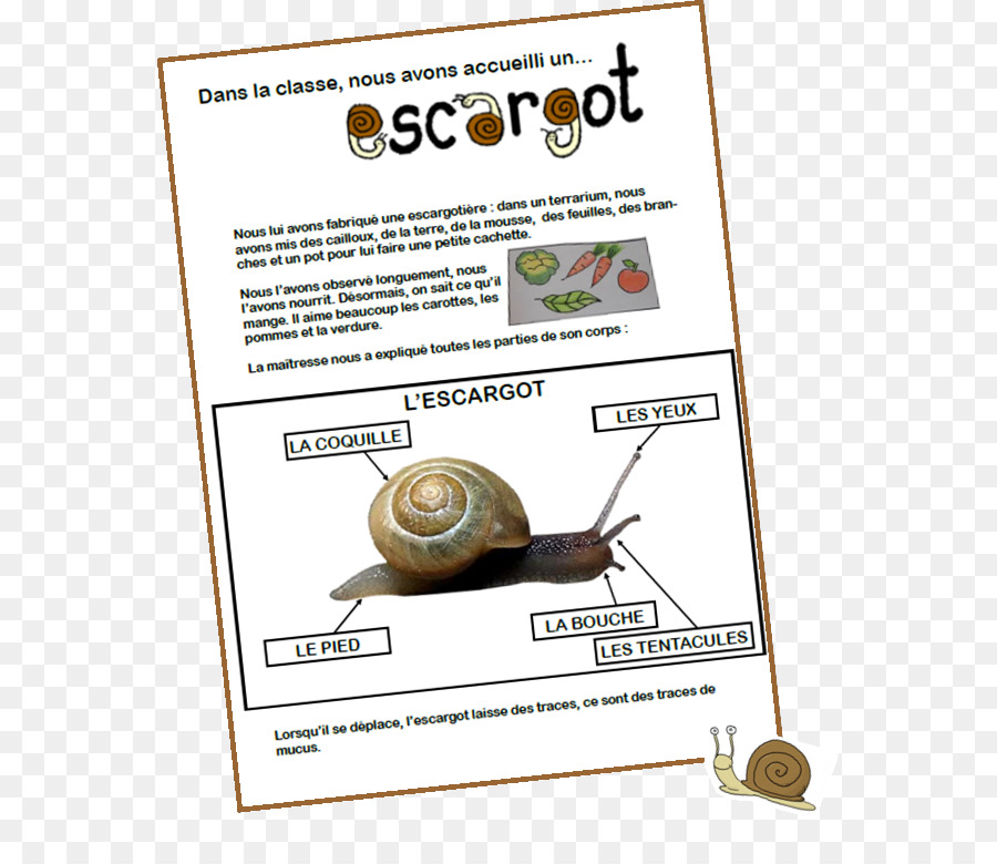 Caracol，Los Insectos PNG