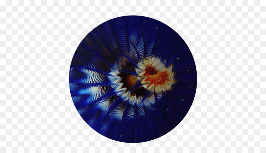 Flor，Azul PNG