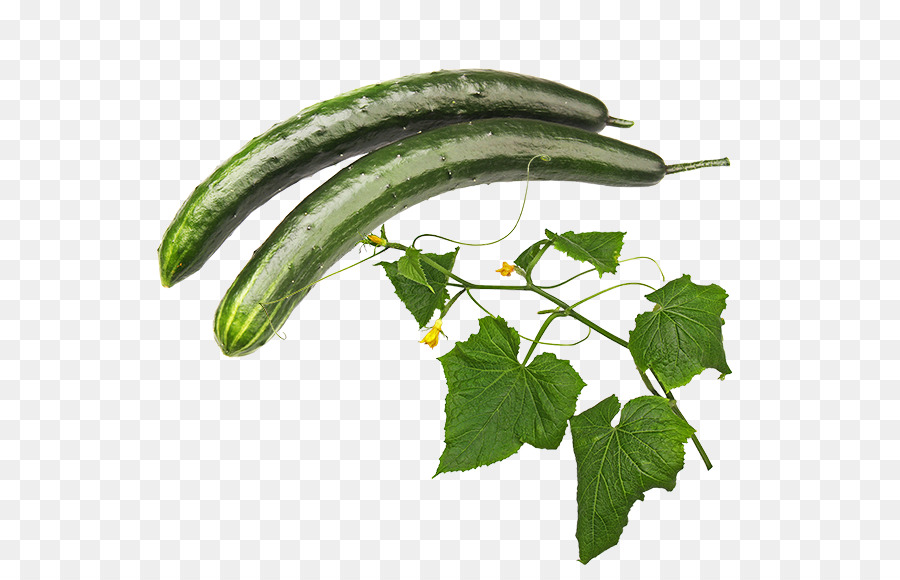 Pepino，Pepino Encurtido PNG