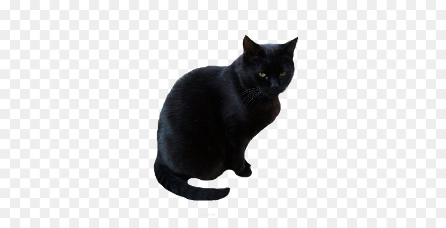 Gato Negro，Bombay Gato PNG