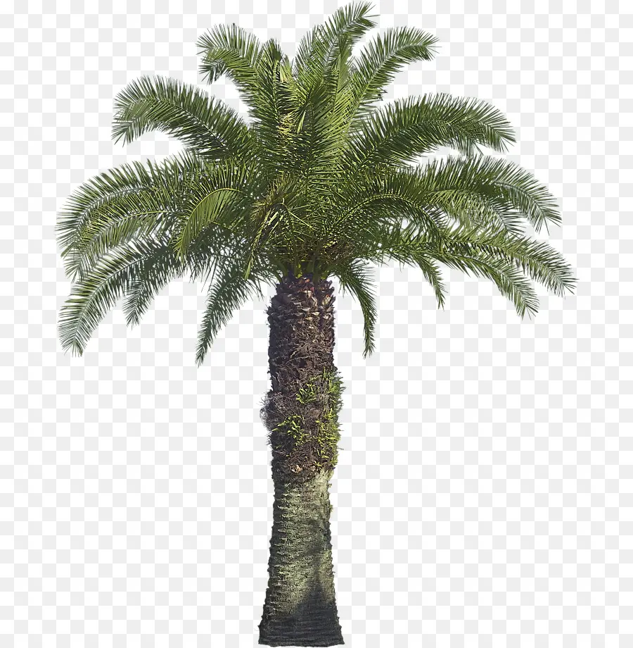 Arecaceae，árbol PNG