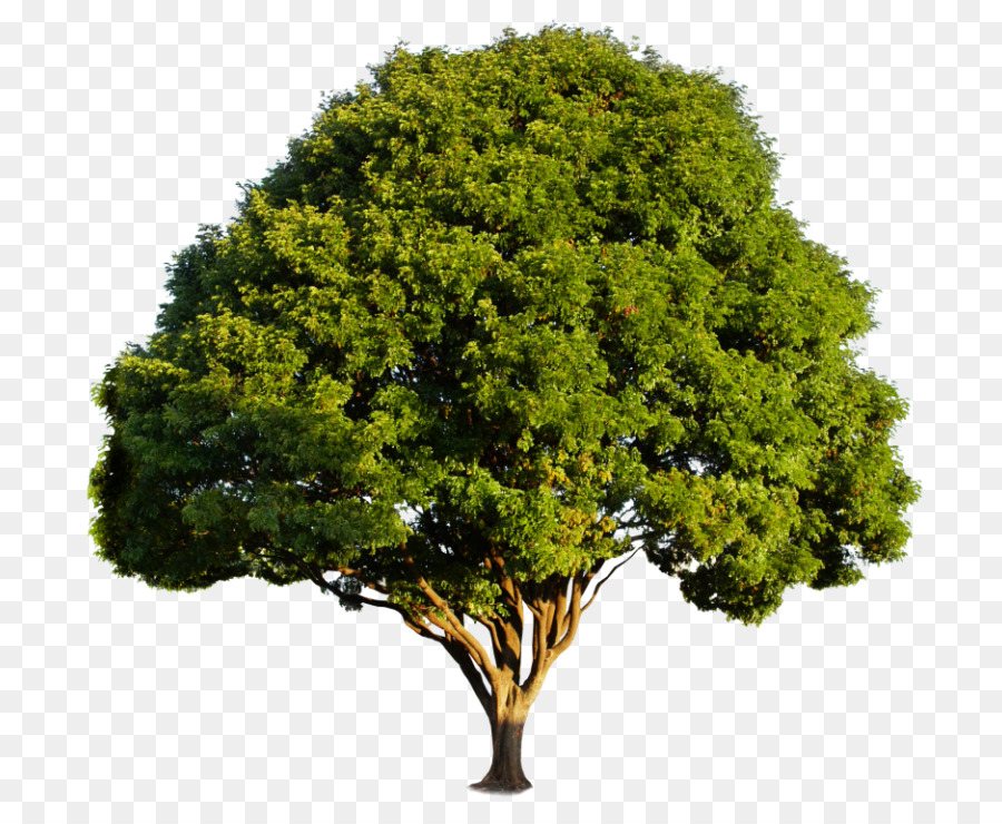 Woodplastic Compuesto，Árbol PNG