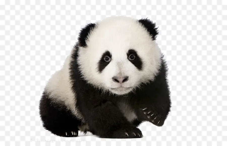 Panda Gigante，Libro PNG