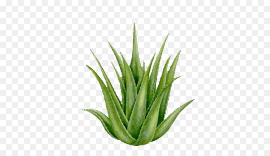 Aloe Vera，Planta PNG