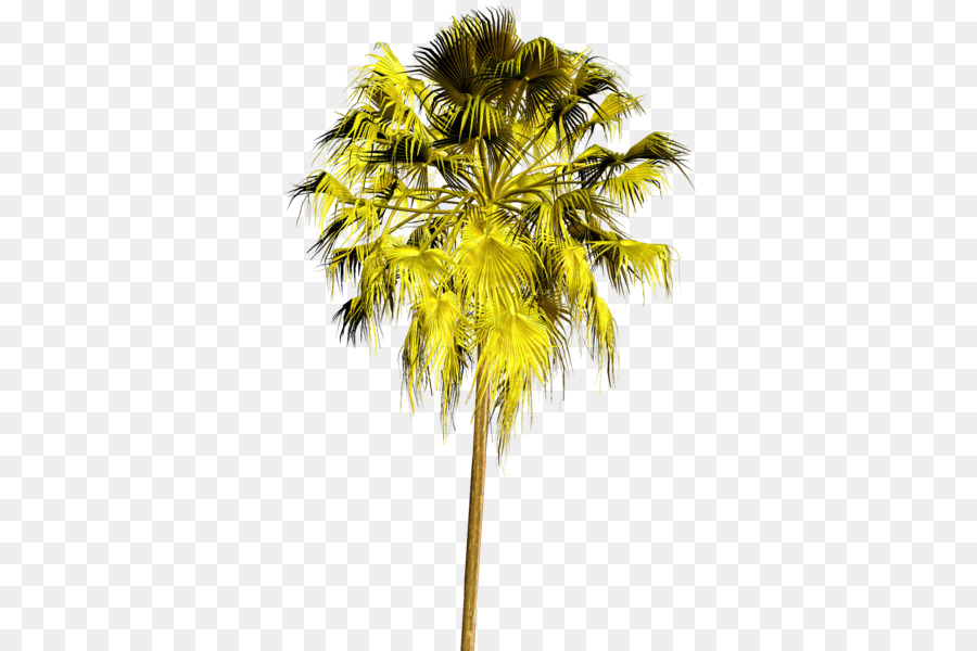 Asiático Palmira Palma，Árbol PNG