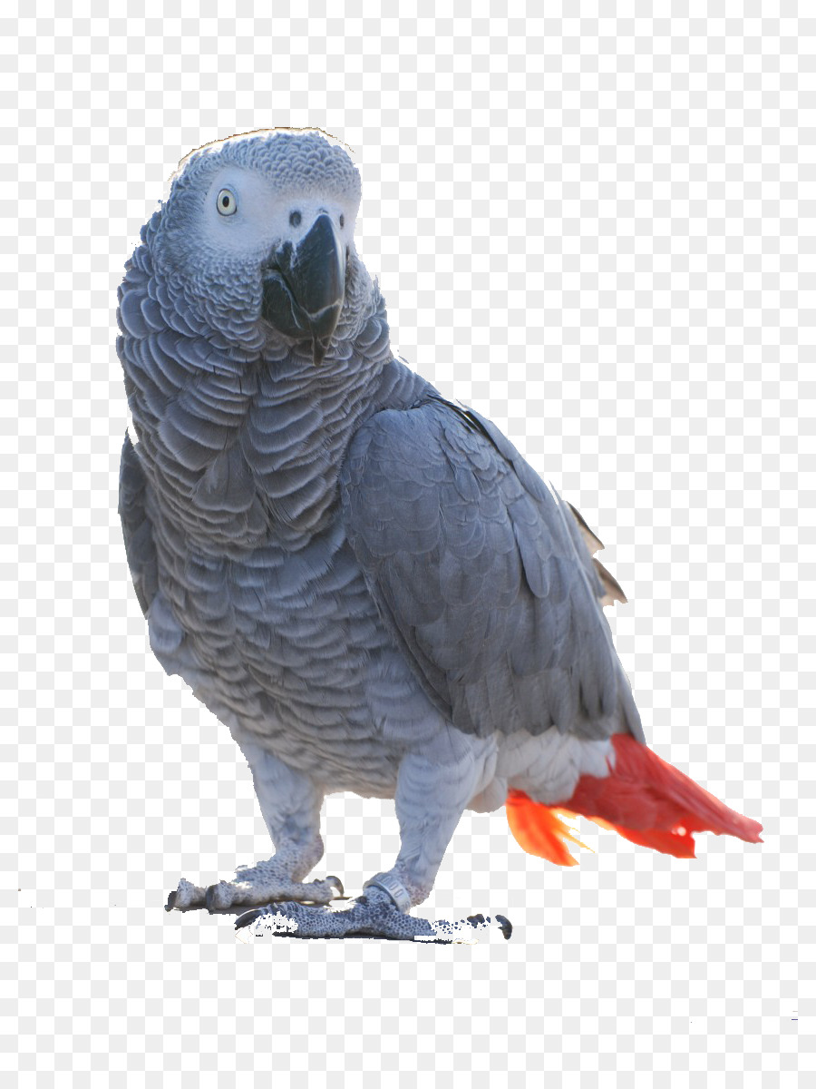 Pájaro，Loro Gris PNG