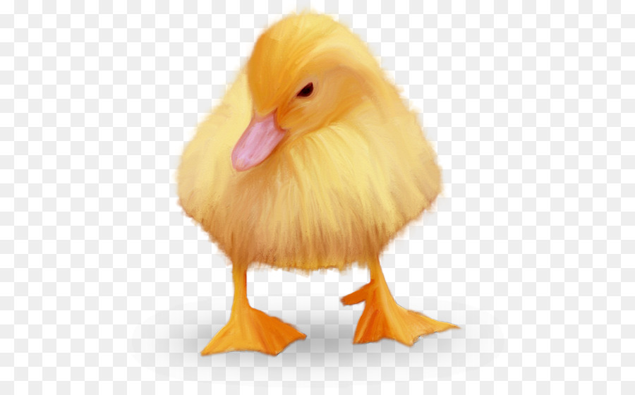 Pato，Pollo PNG