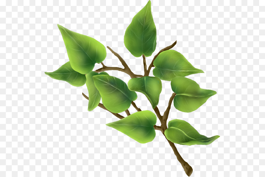 Hoja，Tallo De La Planta PNG