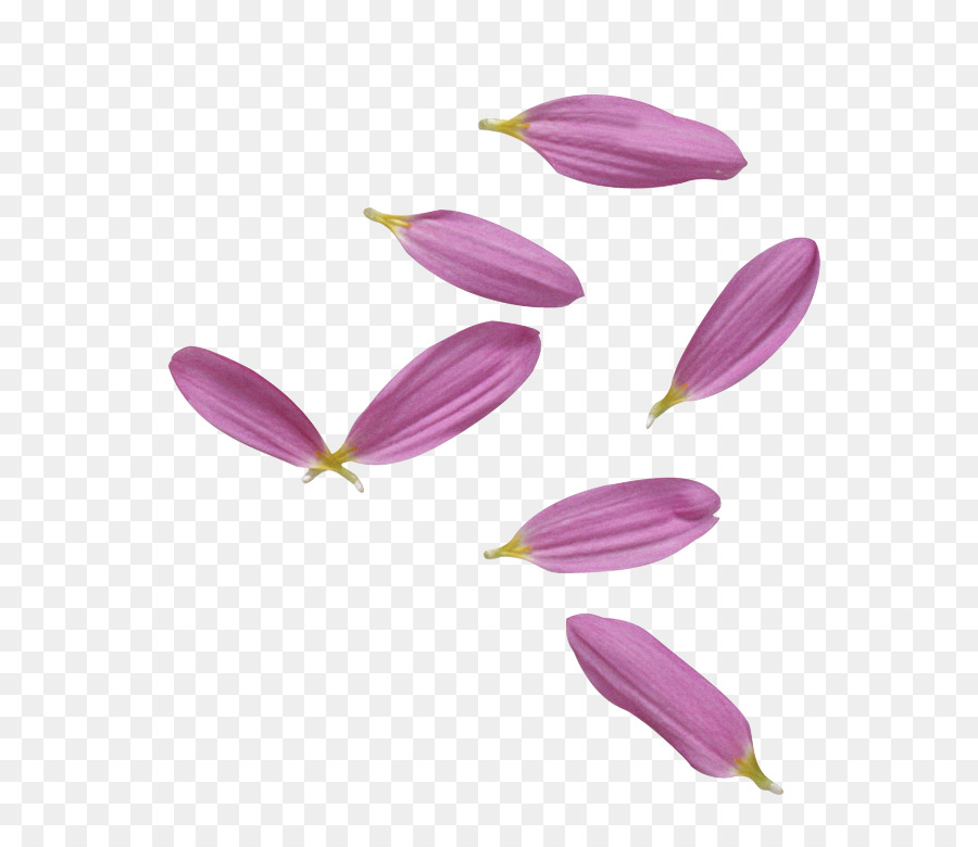 Pétalos De Flores，Rosa PNG