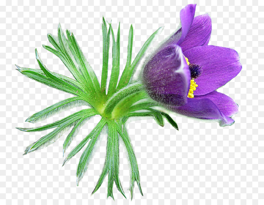 Oriental Pasqueflower，Flor PNG