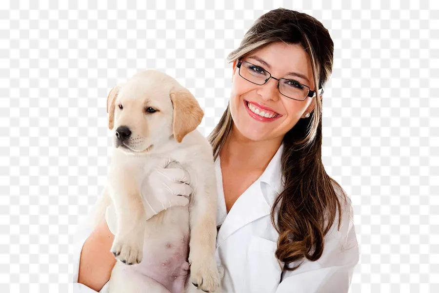 Veterinario Con Cachorro，Doctor PNG