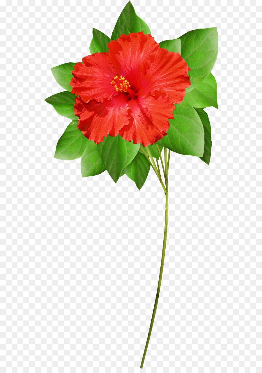 Flor Roja，Hojas Verdes PNG