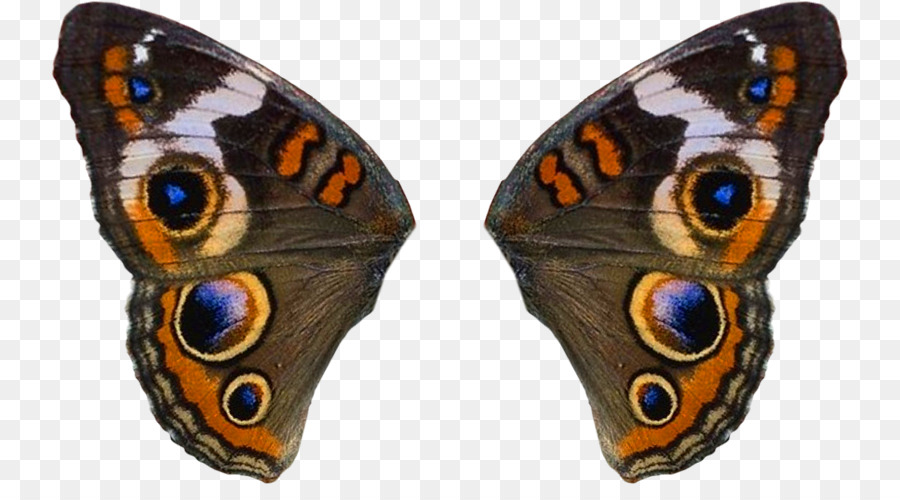 Brushfooted Mariposas，La Polilla PNG