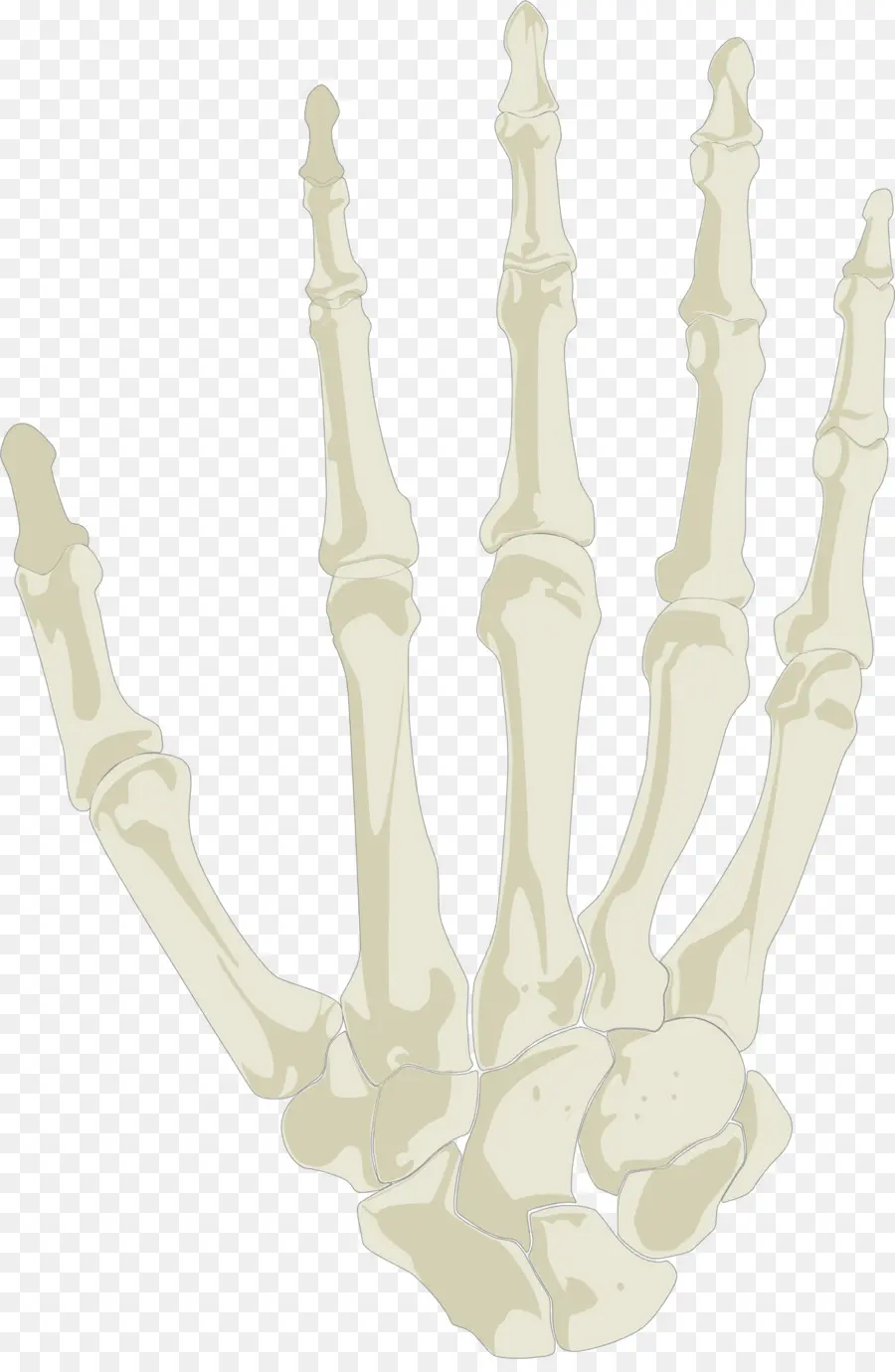 De La Mano，Esqueleto Humano PNG