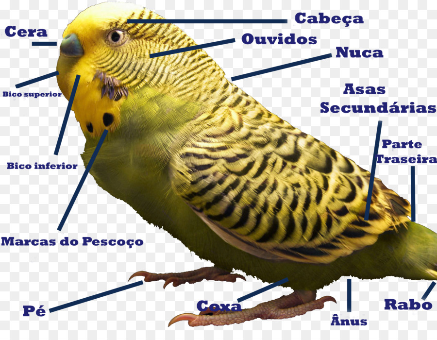 Budgericar，Aves PNG