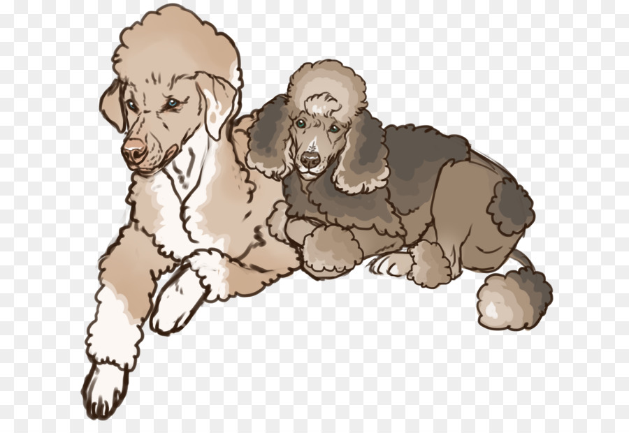 Caniches，Perros PNG