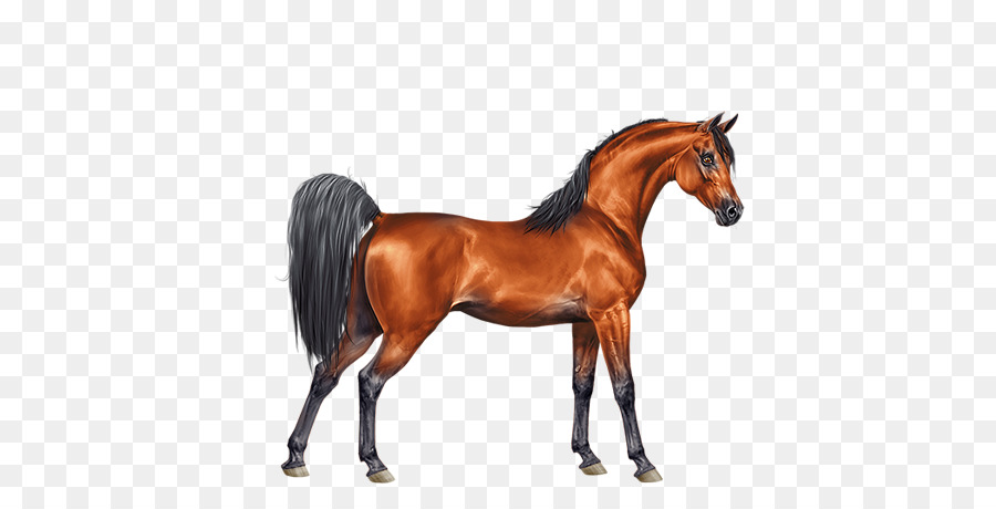 Caballo árabe，Melena PNG