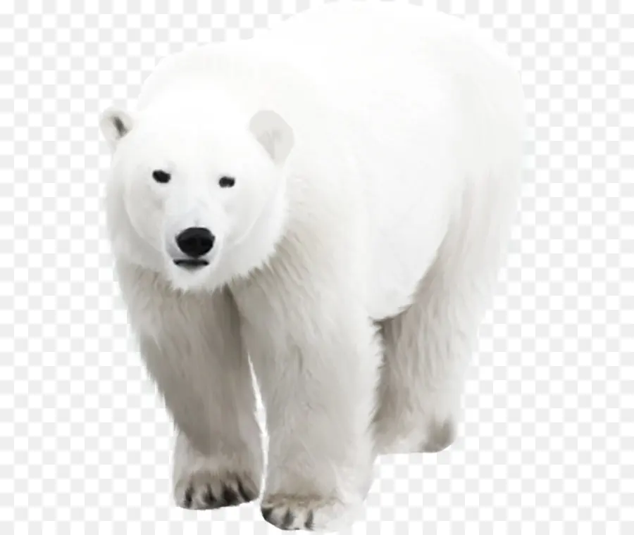 Oso Polar，Blanco PNG