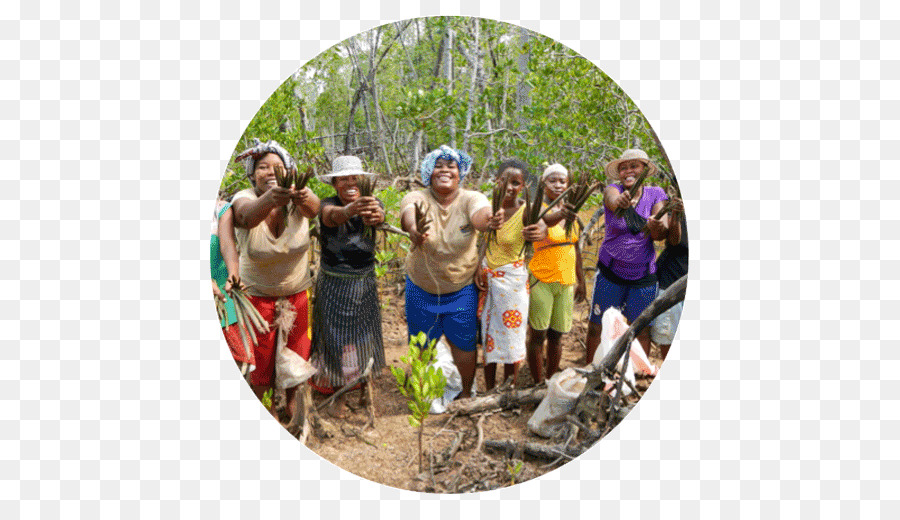 Árbol，Eden Proyectos De Reforestación PNG