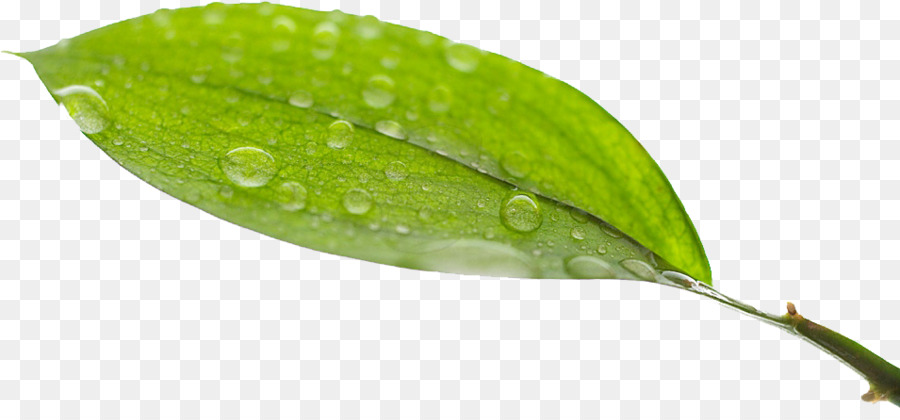 Hojas Verdes，Naturaleza PNG