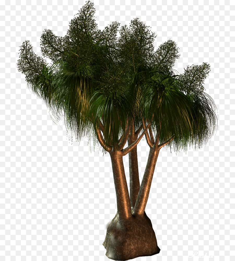 Palmera，Hojas PNG