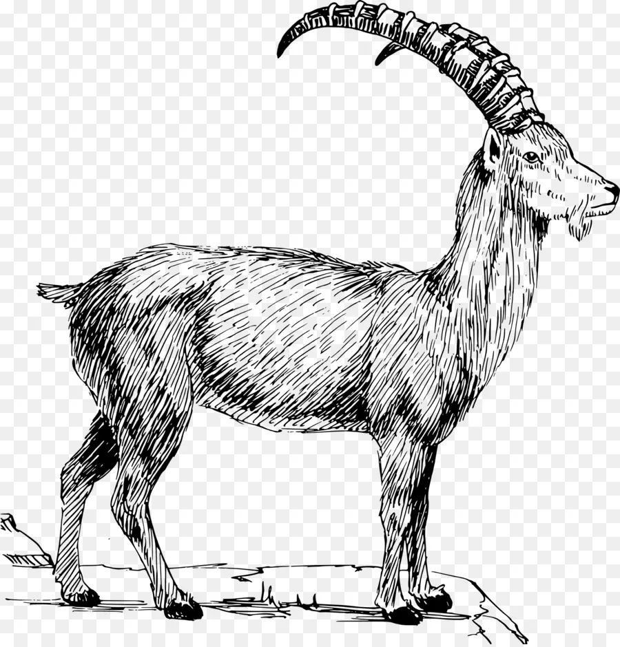 Alpine Ibex，Alpine Cabra PNG