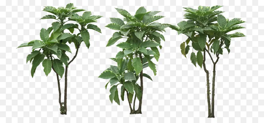 Plantas Verdes，Hojas PNG