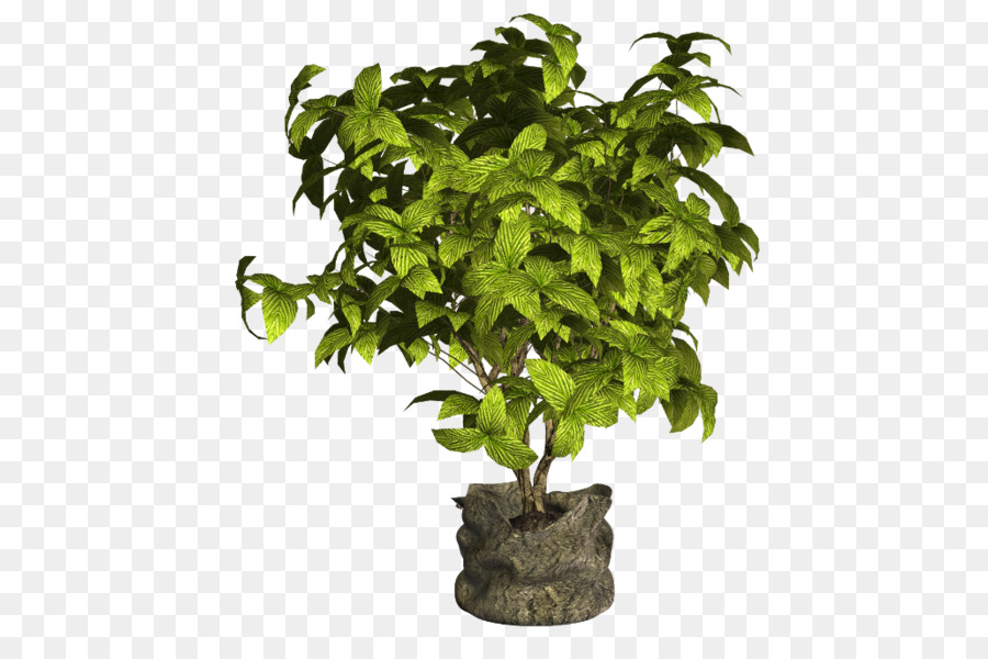 Planta Verde，Hojas PNG