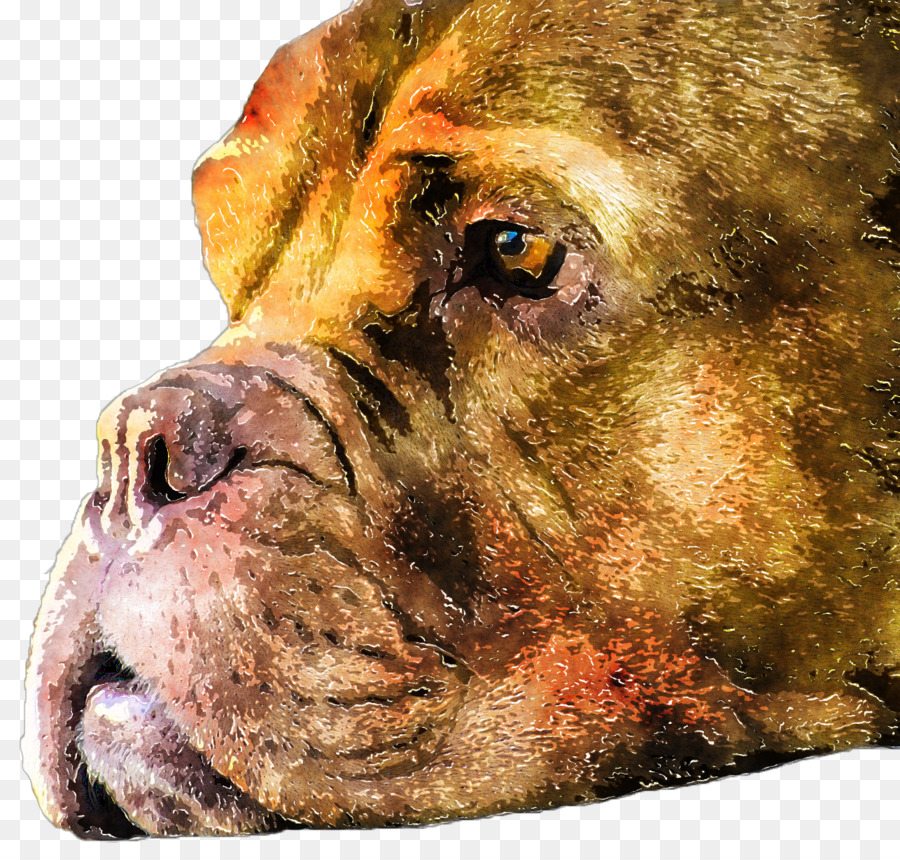 Raza De Perro，Boerboel PNG