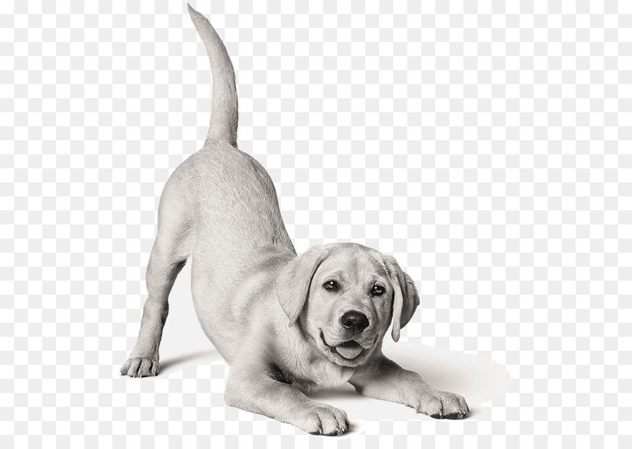 Labrador Retriever，Cachorro PNG