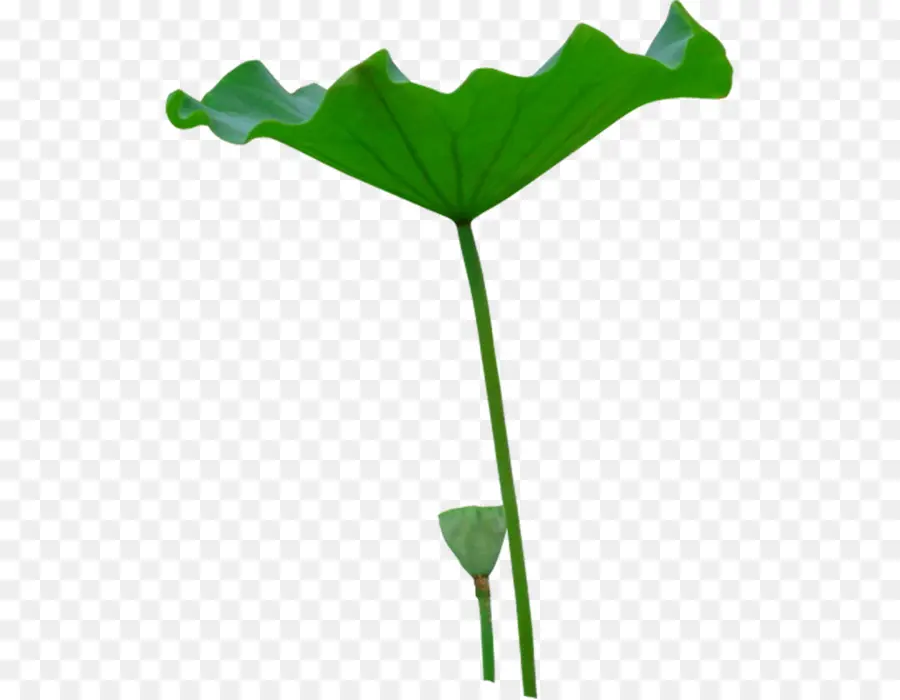 Nelumbo，Zongzi PNG