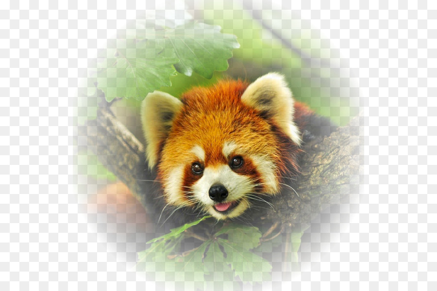 El Panda Rojo，El Panda Gigante PNG