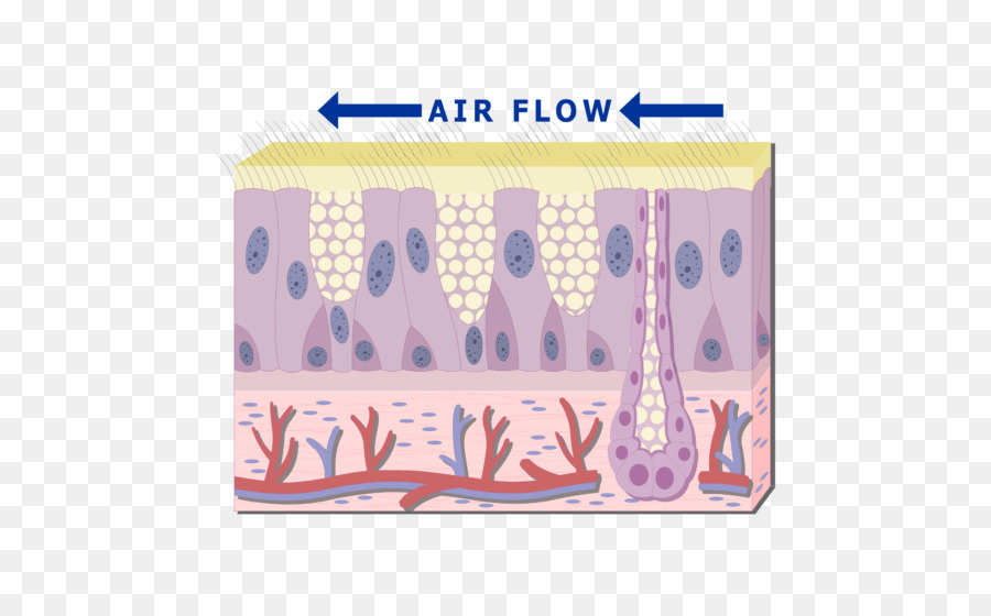 Diagrama De Piel，Flujo De Aire PNG