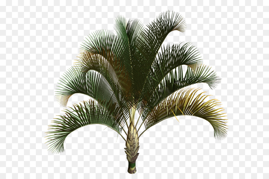 Palmera，Tropical PNG