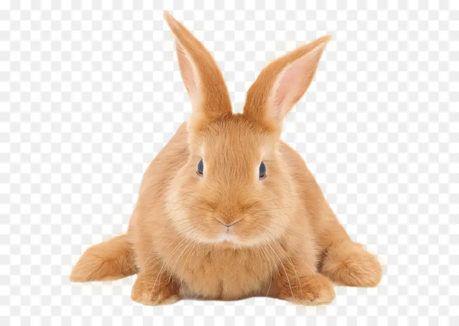 Lindo Conejito，Conejo PNG