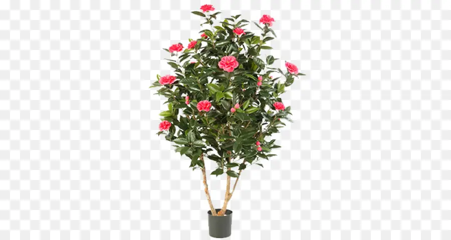 Japonés De La Camelia，Flor PNG