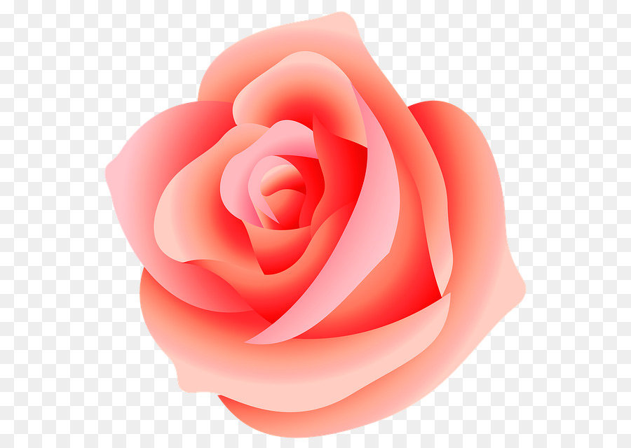 Rosa Rosa，Rosa PNG