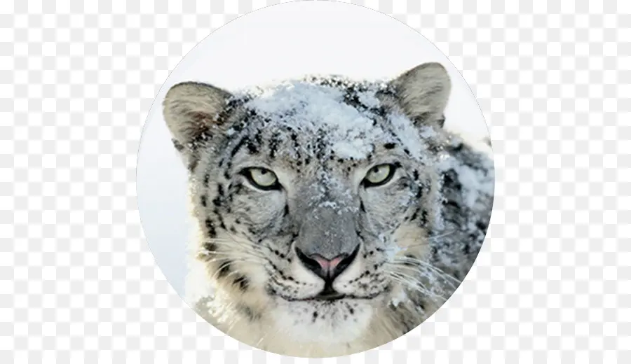 Mac Os X Snow Leopard，Macos PNG