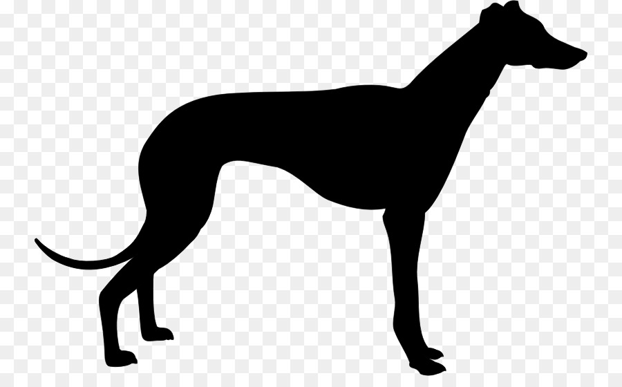 Galgo，Whippet PNG