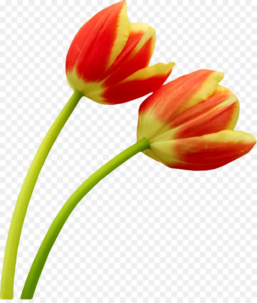 Tulipanes，Rojo PNG