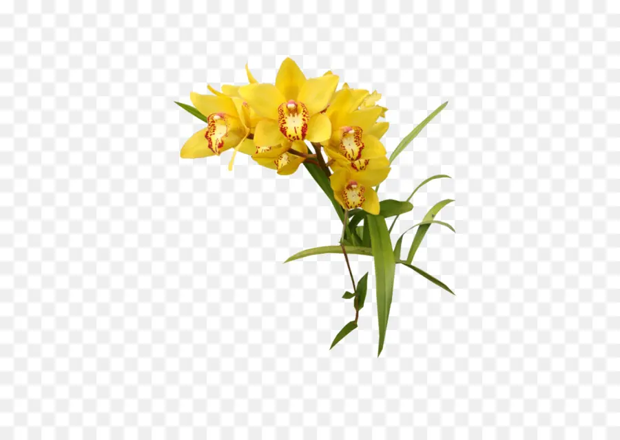 Amarillo，Flor PNG