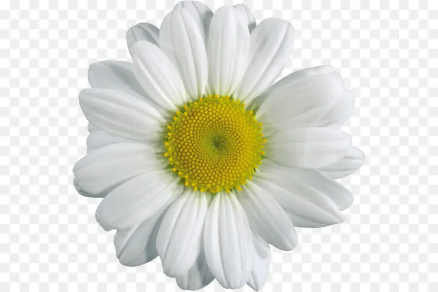 Flor，Margarita PNG