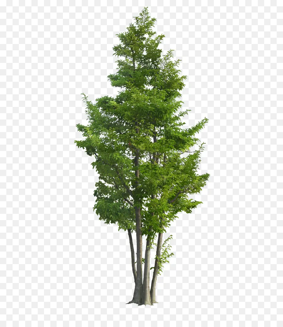 Árbol，Hojas PNG