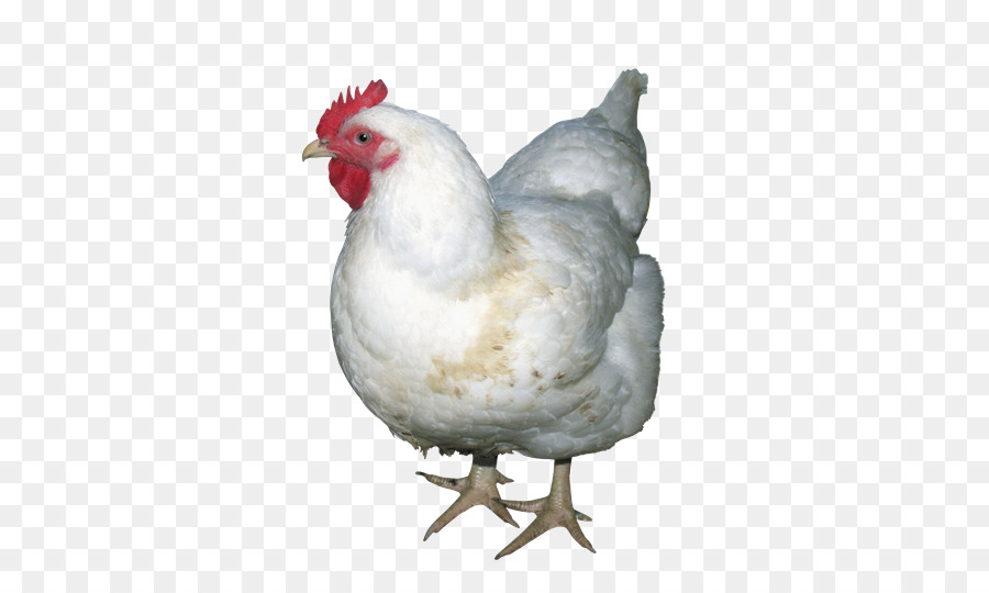 Pollo Blanco，Gallina PNG