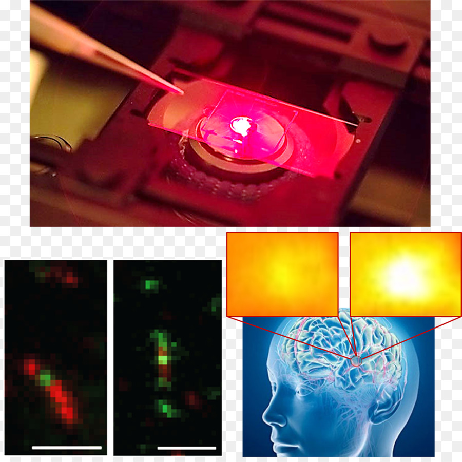 Cerebro，Neuroquímica PNG